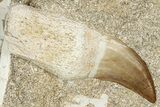 Fossil Rooted Mosasaur Tooth In Rock - Morocco #336370-1